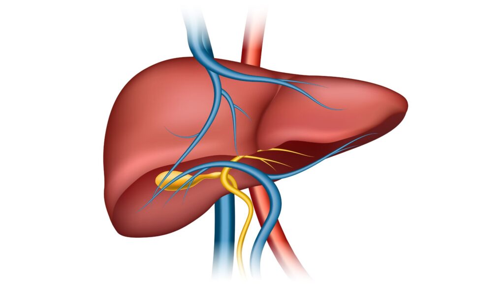 Ilustração da estrutura do fígado humano
