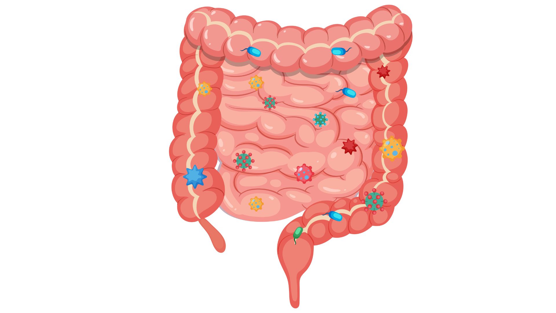 Ilustração da flora intestinal humana