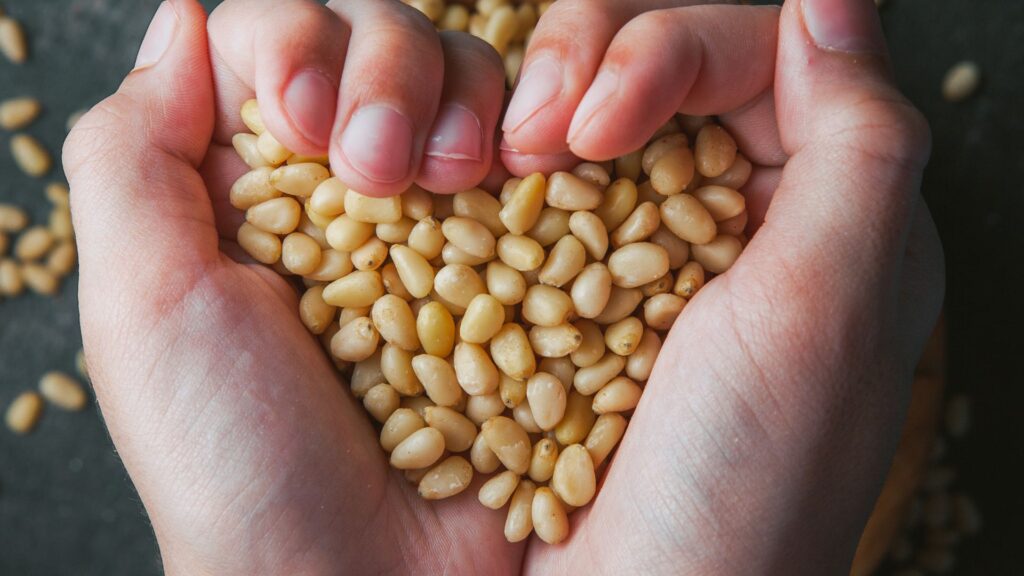 Grãos de soja na mão