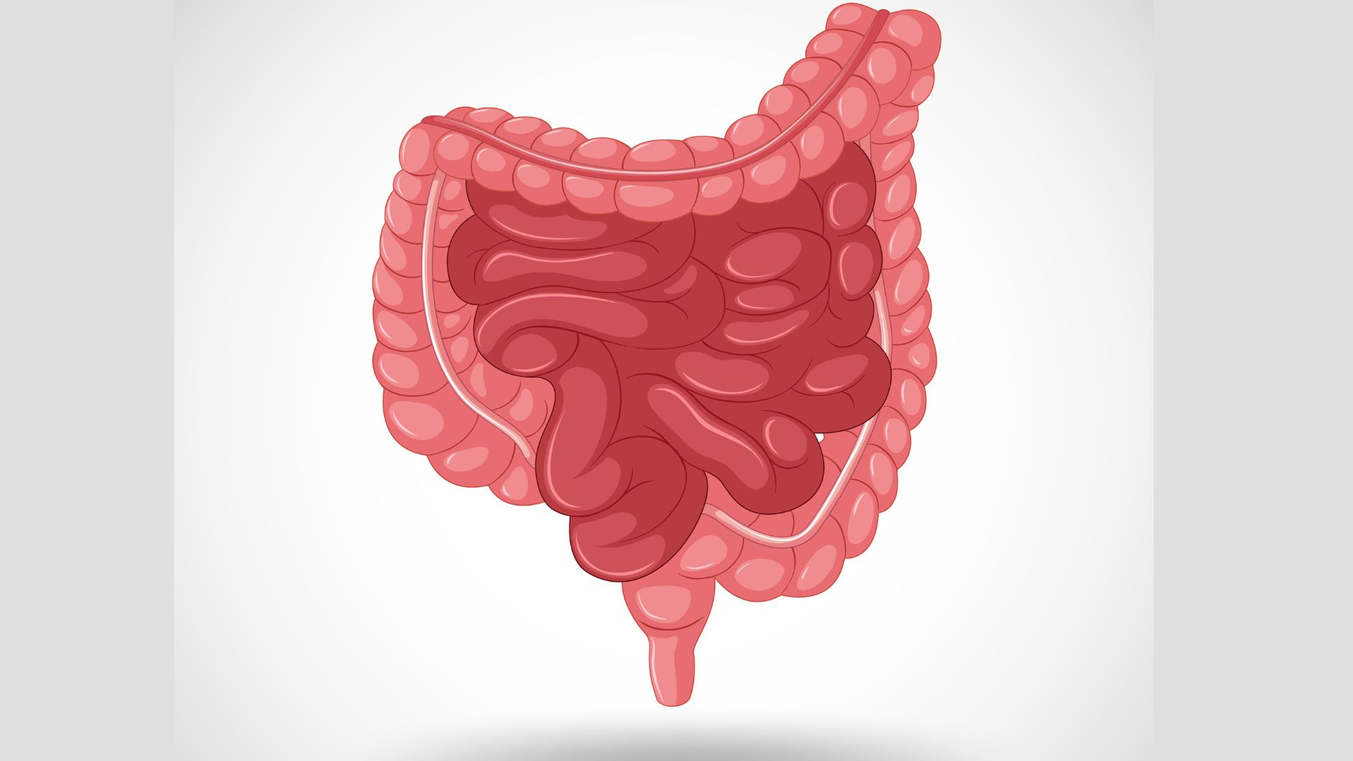 Ilustração do intestino humano