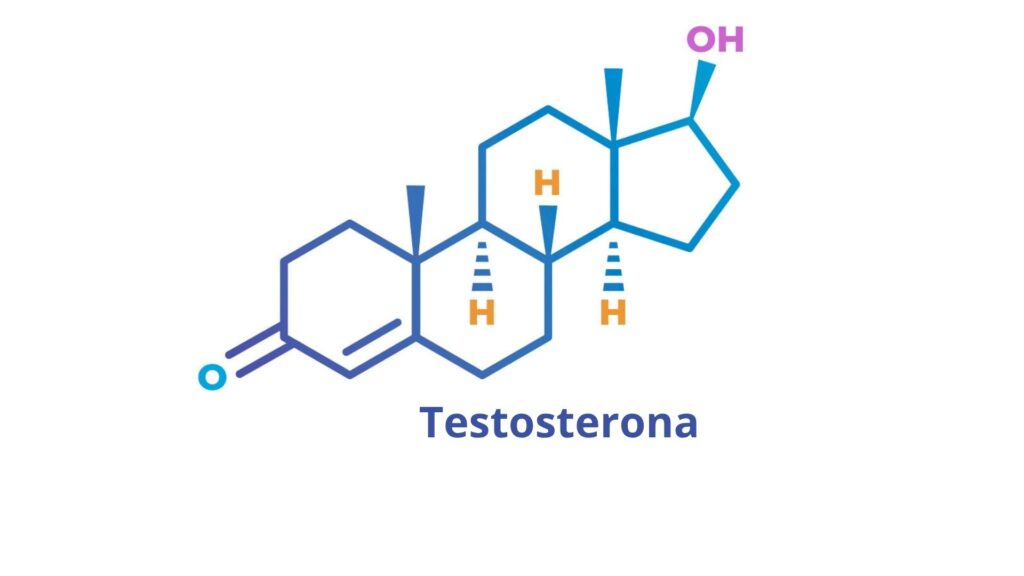 ilustração da composição química do hormônio testosterona