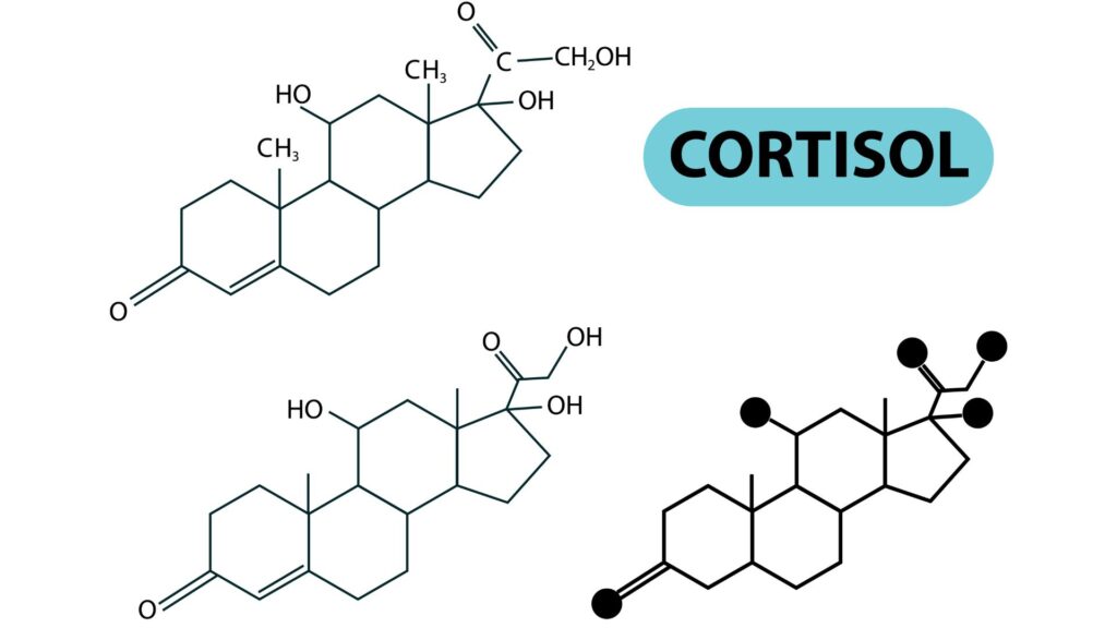 composição do cortisol